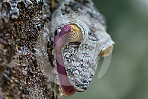 Uroplatus gecko ,Madagascar.