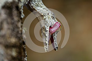 Uroplatus gecko ,Madagascar.