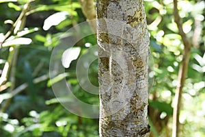 Uroplatus Henkeli, Lokobe Forest, Nosy Be, Madagascar