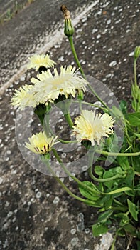 Urospermum flower. Boccione maggiore.