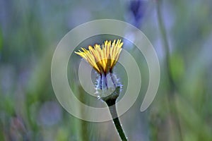 Urospermum picroides, prickly goldenfleece