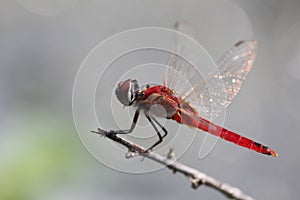 urothemis signata odonata java