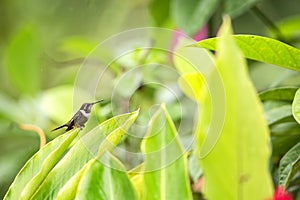 Urple-throated woodstar sitting on leave, hummingbird from tropical forest,Colombia,bird perching