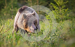 Ursus arctos, Big brown bear in slovakia country. Wildliffe photography in the slovak country Tatry