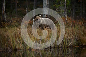 Ursus arctos. The brown bear is the largest predator in Europe.