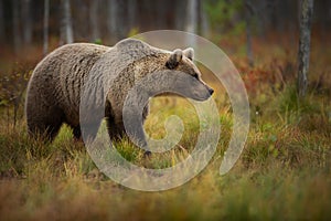 Ursus arctos. The brown bear is the largest predator in Europe.