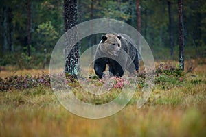 Ursus arctos. The brown bear is the largest predator in Europe.