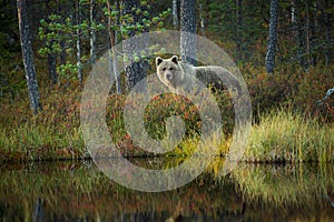 Ursus arctos. The brown bear is the largest predator in Europe.