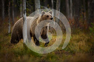 Ursus arctos. The brown bear is the largest predator in Europe.