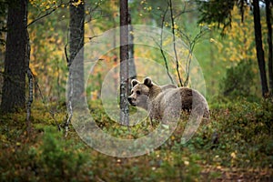 Ursus arctos. The brown bear is the largest predator in Europe.