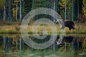 Ursus arctos. The brown bear is the largest predator in Europe.