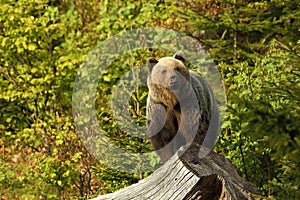 Ursus arctos. Brown bear. The photo was taken in Slovakia.