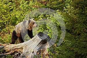 Ursus arctos. Brown bear. The photo was taken in Slovakia.