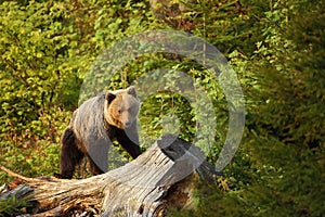 Ursus arctos. Brown bear. The photo was taken in Slovakia.