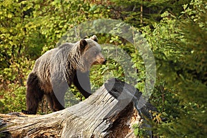 Ursus arctos. Brown bear. The photo was taken in Slovakia.