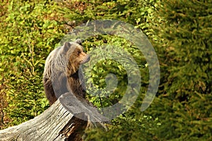 Ursus arctos. Brown bear. The photo was taken in Slovakia.