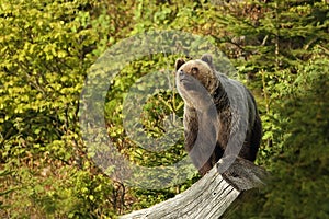 Ursus arctos. Brown bear. The photo was taken in Slovakia.