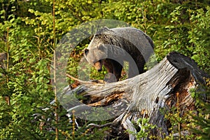 Ursus arctos. Brown bear. The photo was taken in Slovakia.