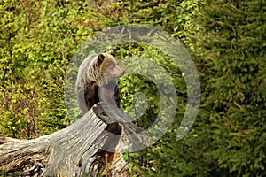 Ursus arctos. Brown bear. The photo was taken in Slovakia.