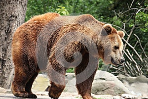 Ursus arctos photo