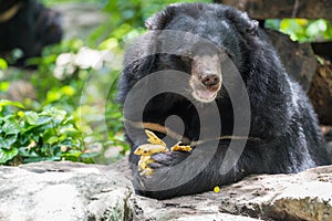 Ursus thibetanus eating banana