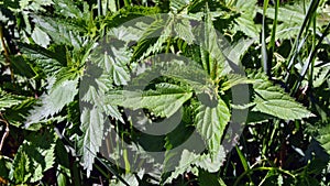 Urtica dioica - common nettle - closeup