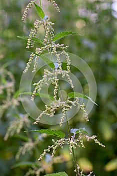 Urtica dioica,  common nettle flowers closeup selective focus