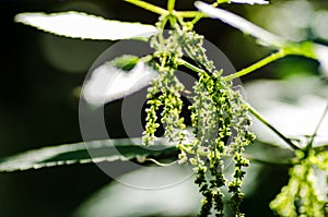 Urtica dioica flowers photo