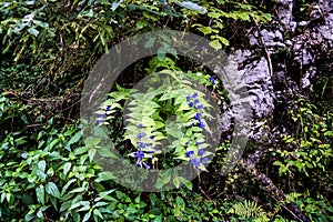 Urtica dioica and the Gentiana asclepiadea