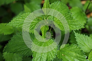 Urtica dioica,green stinging nettle. Medicine, remedy.