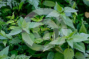 Urtica dioica herb