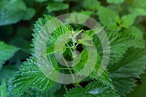 Urtica dioica or nettle in garden. Stinging nettle, medicinal plant used as bleeding, diuretic, antipyretic, wound healing,