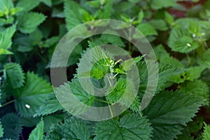 Urtica dioica or nettle in garden. Stinging nettle, medicinal plant used as bleeding, diuretic, antipyretic, wound healing,