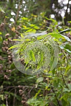 Urtica dioica, often called common nettle or stinging