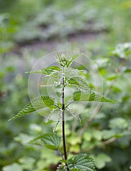 Urtica dioica, often called common nettle or stinging nettle.