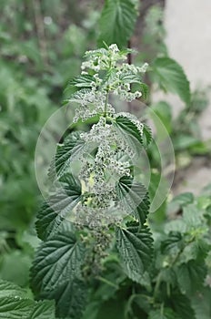 Urtica dioica, often called common nettle, stinging nettle, or nettle leaf. Blooming nettle bush. Vertical photography. Close-up