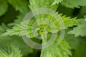 Urtica dioica, often called common nettle or stinging nettle photo