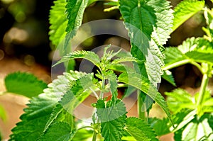 Urtica Dioica, Ortica, Italy