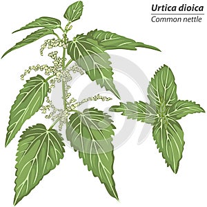 Urtica dioica plant photo
