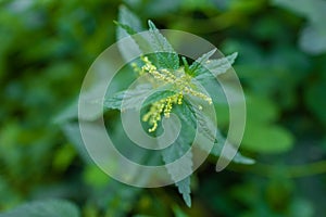 Urtica dioica or stinging nettle in the garden. Stinging nettle, a medicinal plant.