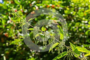 Urtica dioica or stinging nettle, in the garden. Stinging nettle, a medicinal plant that is used as a bleeding, diuretic,