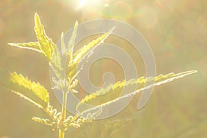 Urtica dioica at sunset
