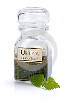 Urtica Urens plant extract