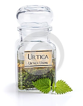 Urtica Urens plant extract