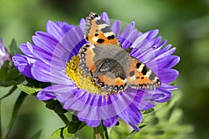 Urticaria butterfly on a blue Aster flower. Sharp macro photography