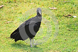 Urubu-de-cabeca-preta bird over a green grass photo