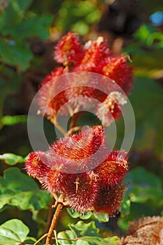 Urucum