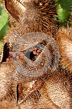 Urucum photo