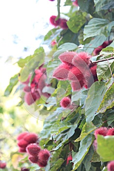 Urucum, urucuzeiro, Achiote, Bixa orellana , Brazilian species, Amazon species photo