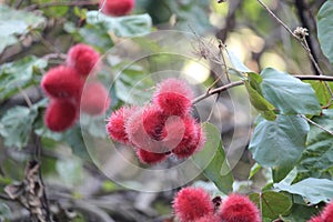 Urucum fruits background details photo, urucuzeiro, Achiote, Bixa orellana , Brazilian species, Amazon species photo